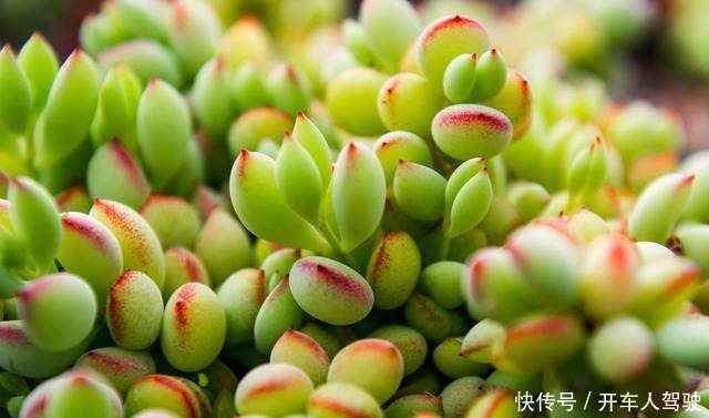 冬天的多肉有5怕,避开了,各个养成“彩虹糖”!