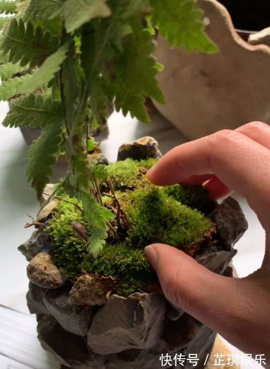 石头野草捡回家,胶水一粘变盆栽,比买的还好看!