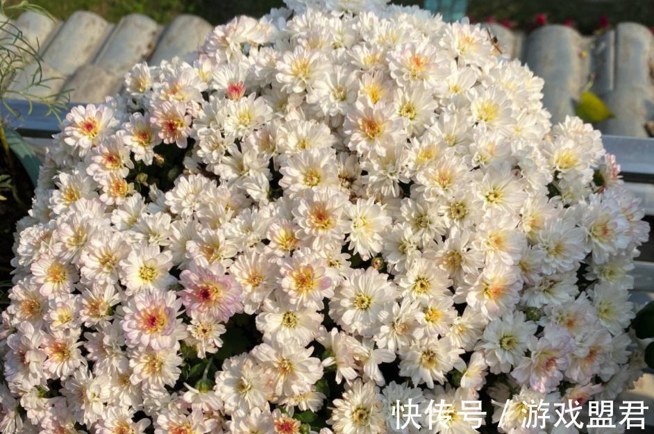 适合秋冬养殖的3种草花,好活,容易打理,花期漫长、开花美