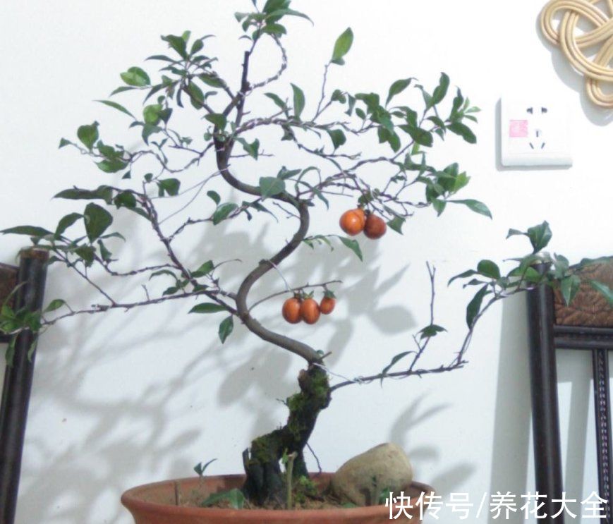 名里带“金”的4种花，有富贵招财好兆头，当年宵花正合适