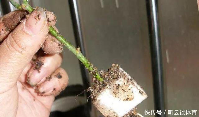 扦插月季不生根？用这捂一捂，过几天“冒白根”，变成月季大户
