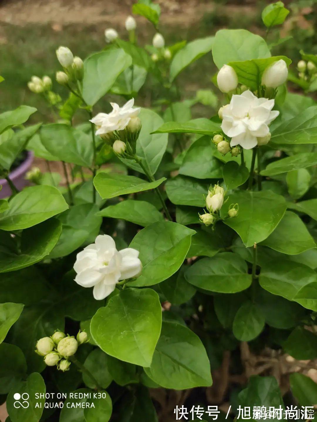 30种夏天花，热不死、晒不死，大半年都开花，还没病虫害