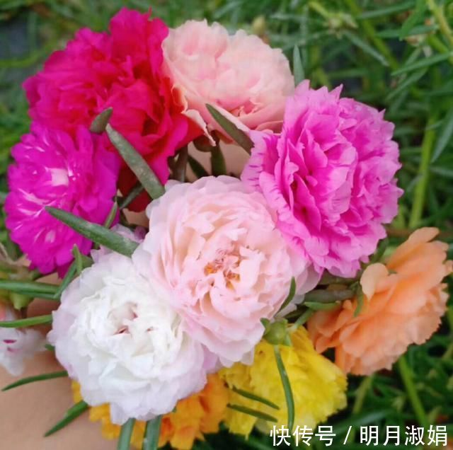 这3种花,就得使劲晒太阳,晒不够不开花