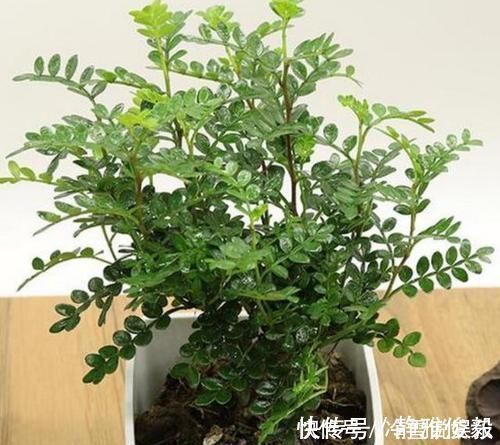 室内常摆放2种绿植,空气越来越好,让家人轻松拥有好睡眠