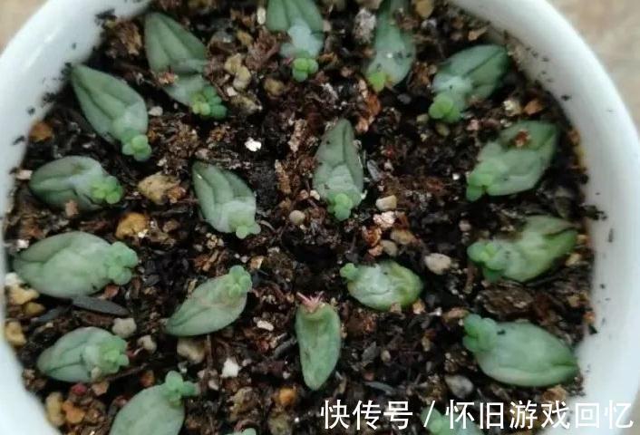 多肉叶插不生根,教你叶插五要素,10天就能长出小胡须