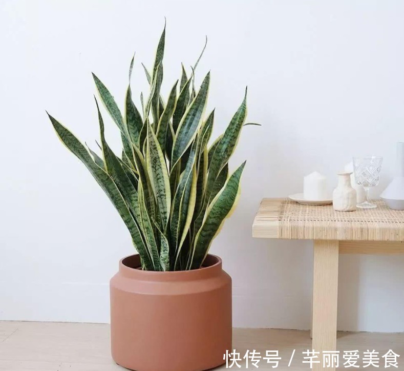 学2招,让不爱出芽的虎皮兰接二连三地往外冒新芽吧!