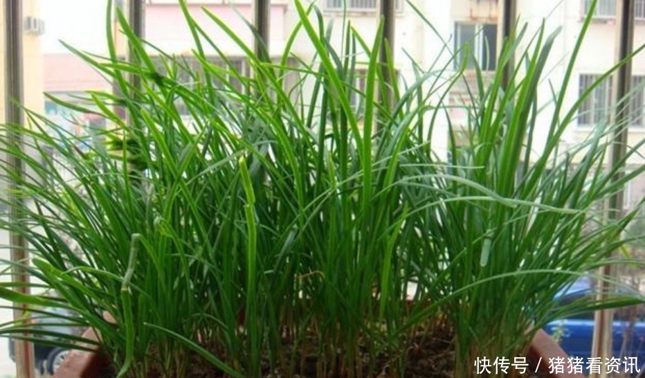 阳台养上“4种菜”,长得快结果多,一摘1篮子,不用出门买!