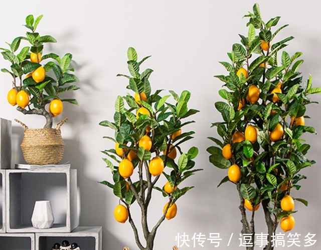 家里养盆金桔，枝头挂满“黄金果”，寓意还好！