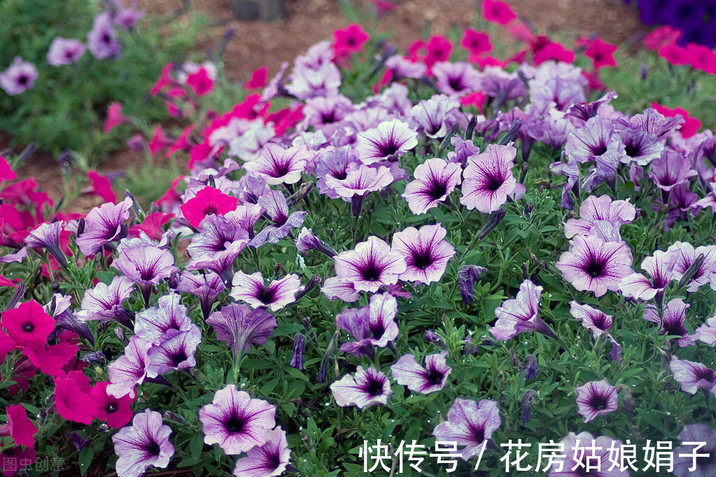 夏天到了,很多花卉准备睡觉了,这4种花却越活越精神,花开满盆