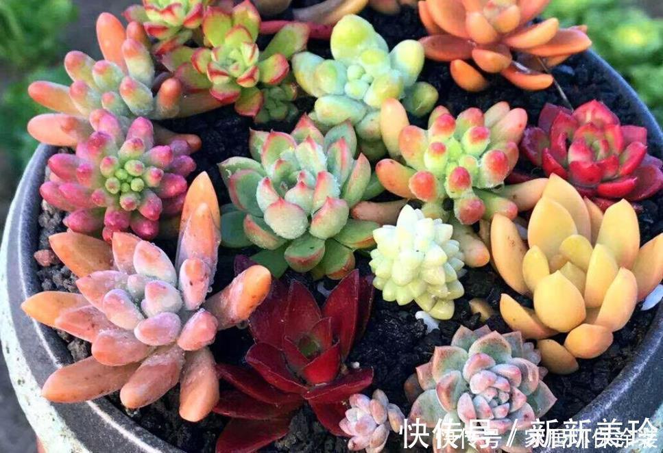巧用3招，盆栽多肉姿态美，个个叶子肥嘟嘟、水灵灵