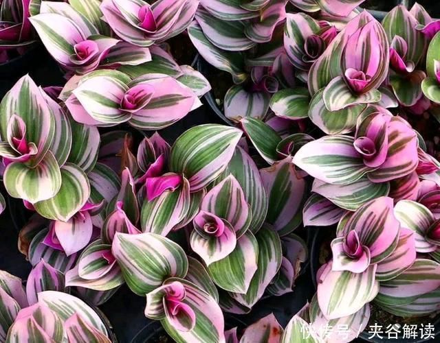 秋老虎|爱花就养一盆“网红吊兰”,叶片自带甜蜜梦幻,比吊兰大气上档次