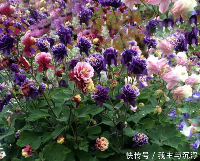 它的名字像“蔬菜”,开花非常“仙”,秋季赶紧种,春季开爆盆!