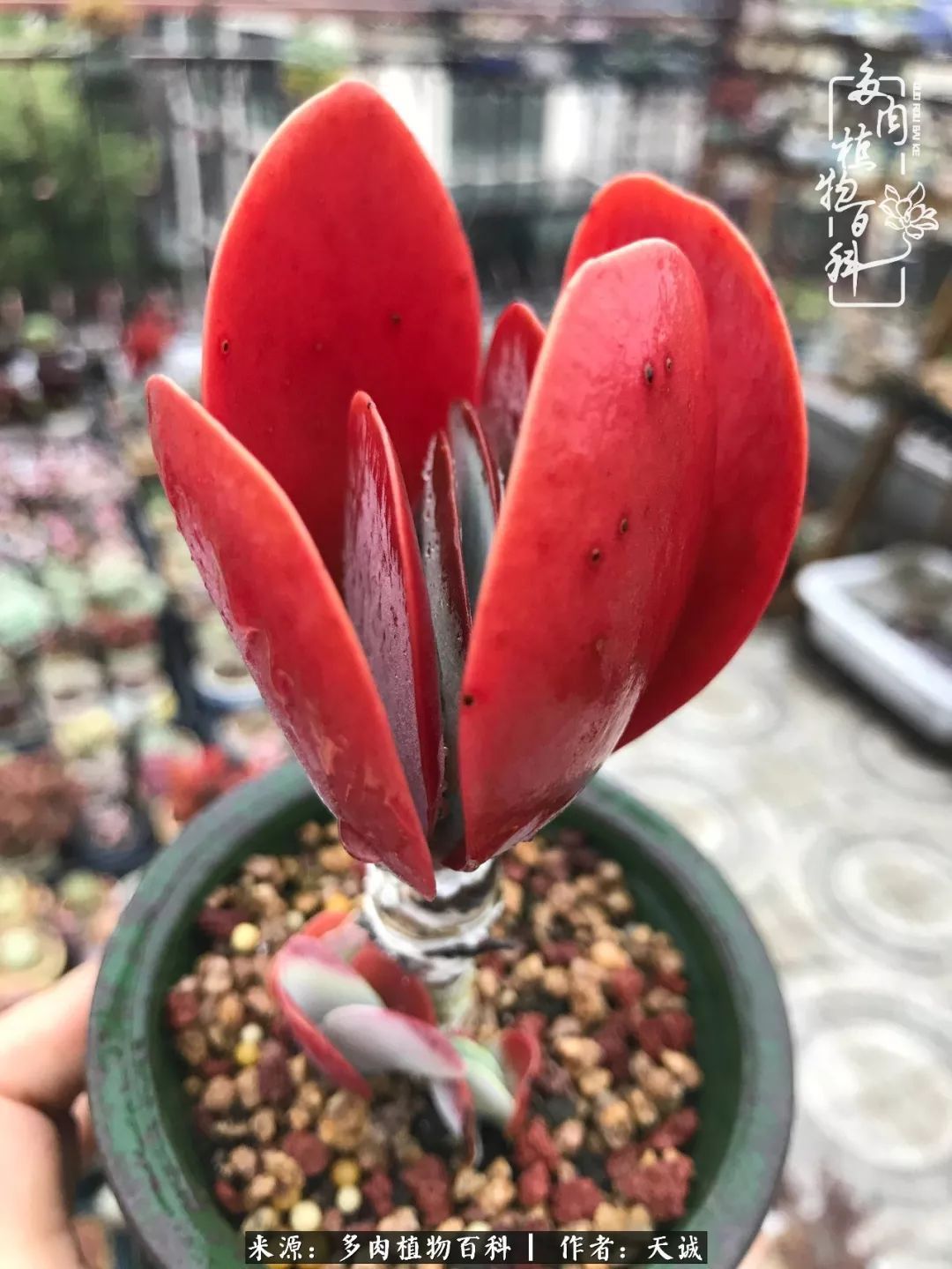 吃饱喝足,包邮区的多肉养精蓄锐准备渡劫!