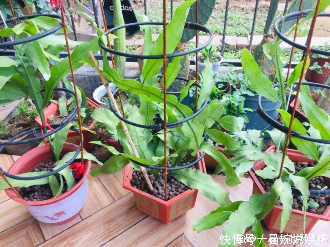 这花真稀罕,刚开花就被掐光了,花钱未必买得到!