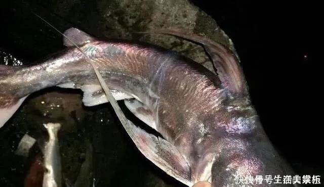 海鲶鱼|此鱼“碰不得”,以后再钓到这种鱼要格外小心,本地人叫骨鱼