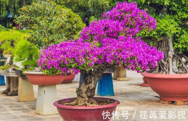 陌上花开|三角梅花期不开花怎么办?3个小窍门,助力全年花开爆满盆