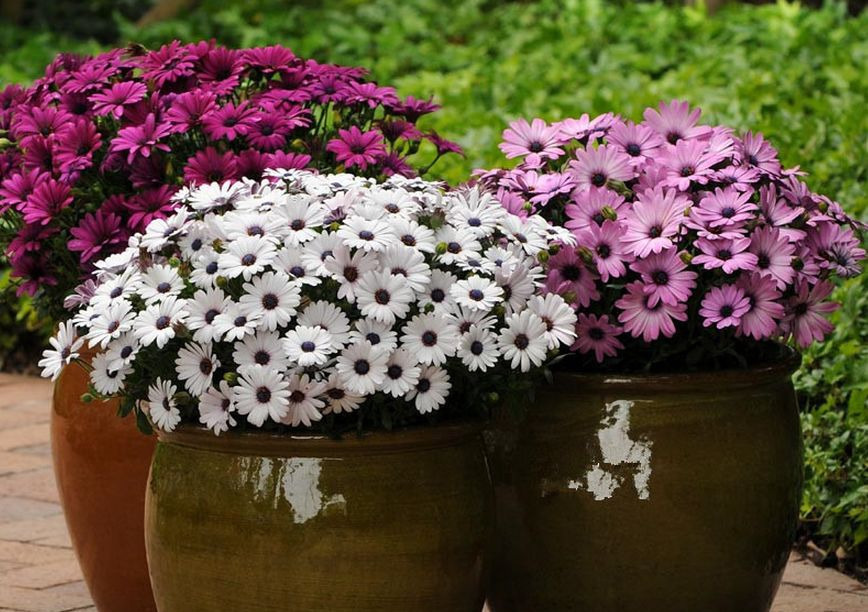 这5种花，吊起来养，开成花球，花多到看不到叶子！