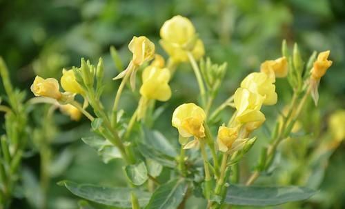 胆固醇|97岁王振义院士提醒:降血脂没有捷径,日常做好2件事,应牢记