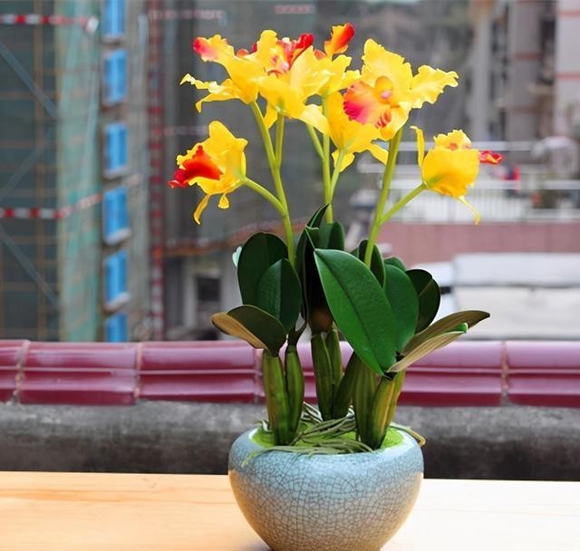 假鳞茎|卡特兰有“3怕”,知道的都是老花友,避开它们,根壮叶绿开花多