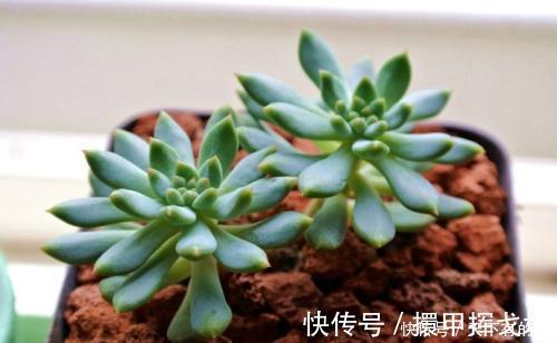 光照|多肉出现“三情况”,千万别暴晒,不然黑腐又化水,新手谨记