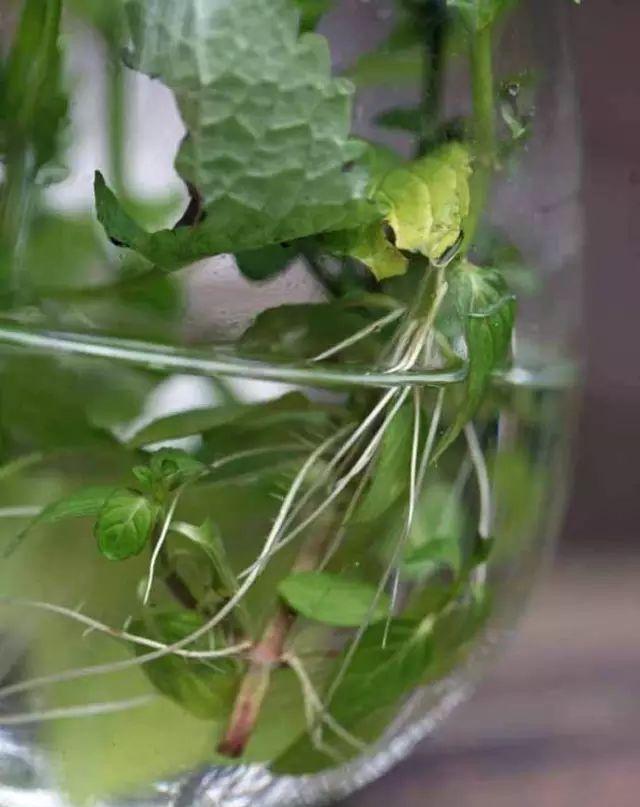 把薄荷养到枝叶繁茂爆盆,从“3点”做起,三个月后大变样