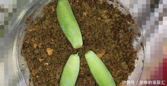  配土|养花不知道怎么配土？用这五种废料就够了