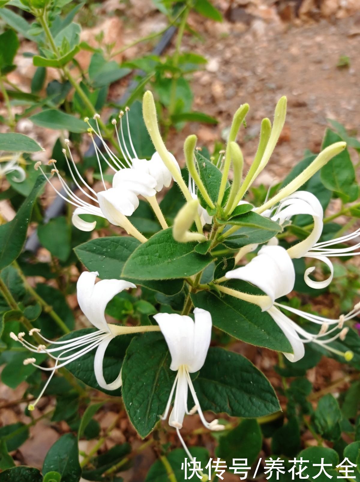  种花|养花也养人，2种花对身体好，老中医们也爱养