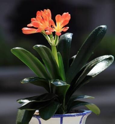 养君子兰知道这四个小技巧,不积水不烂根,年年开花不是问题!