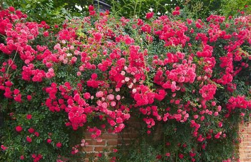 院子|有院子的花友不要错过此花,花色鲜艳,浓香四溢,一年就开成花墙