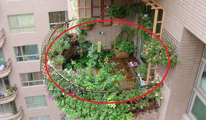 怪不得|怪不得老公把发财树扔了,现阳台流行种此花卉,香飘满屋更迷人