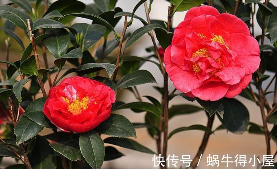 克瑞墨大牡丹|此花比牡丹还美，皮实好养开花艳，一开就是大半年，适合新手
