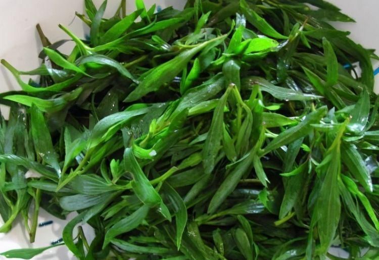 免疫力|藏在身边的3种养生食物,坚持天天吃,排毒养颜、提高免疫力