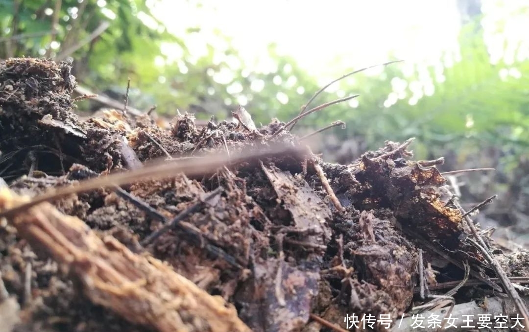 用什么可以去掉腐叶土里的虫?兰友:1块钱就解决