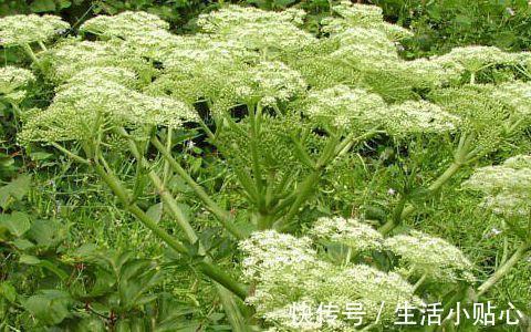 头痛|总是头痛频繁，针对不同类型的头痛，各有其缓解方式试试看吧