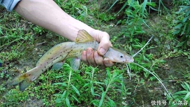 好吃|中国口感最佳的4种鱼,吃起来又鲜又嫩,极其好吃