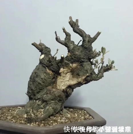 满山都是“羊奶果”,不能错过的盆景树种,做成盆景别具一格!