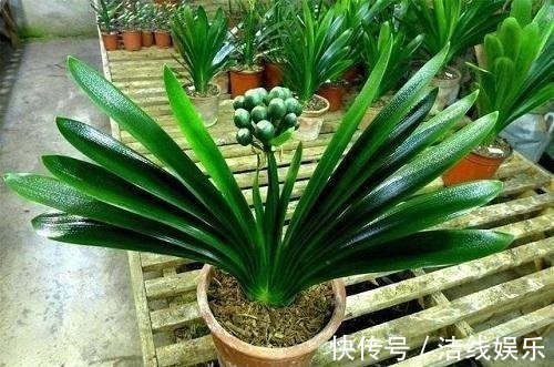 君子兰养护靠老花农5句话，叶子油亮轻松开花爆盆，没那么难养