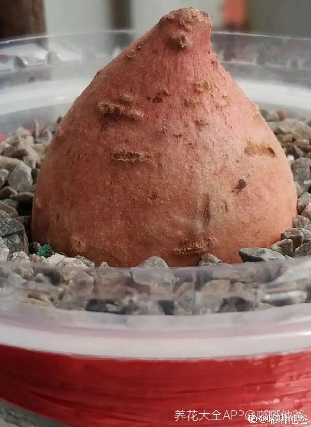 发芽|玉米棒子插盆里，7天冒出小森林，比绿萝吊兰好看