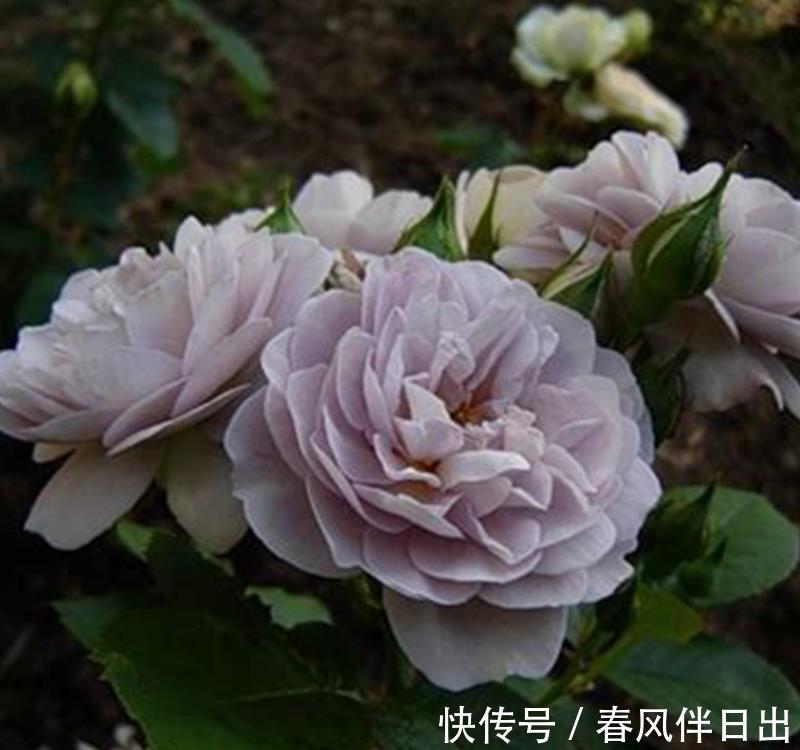 黑斑病|养花试试这几款,花朵颜色很正,大量开花时很震撼