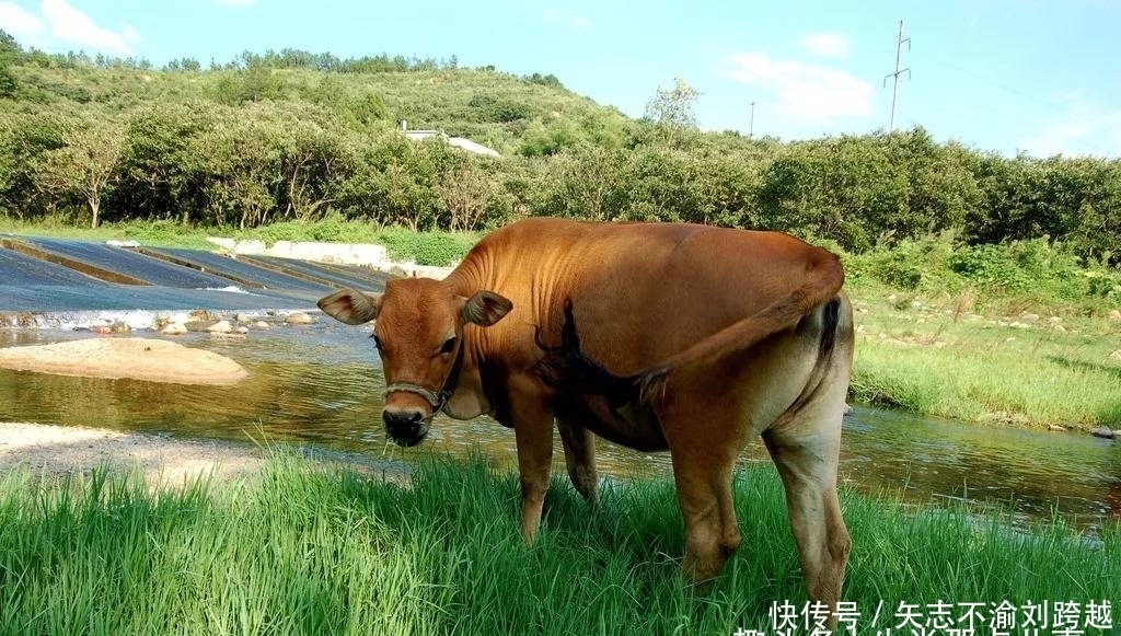 财气|牛年好运跟随事业旺，开门迎财气出门遇贵人，属鸡人霉运去喜事来