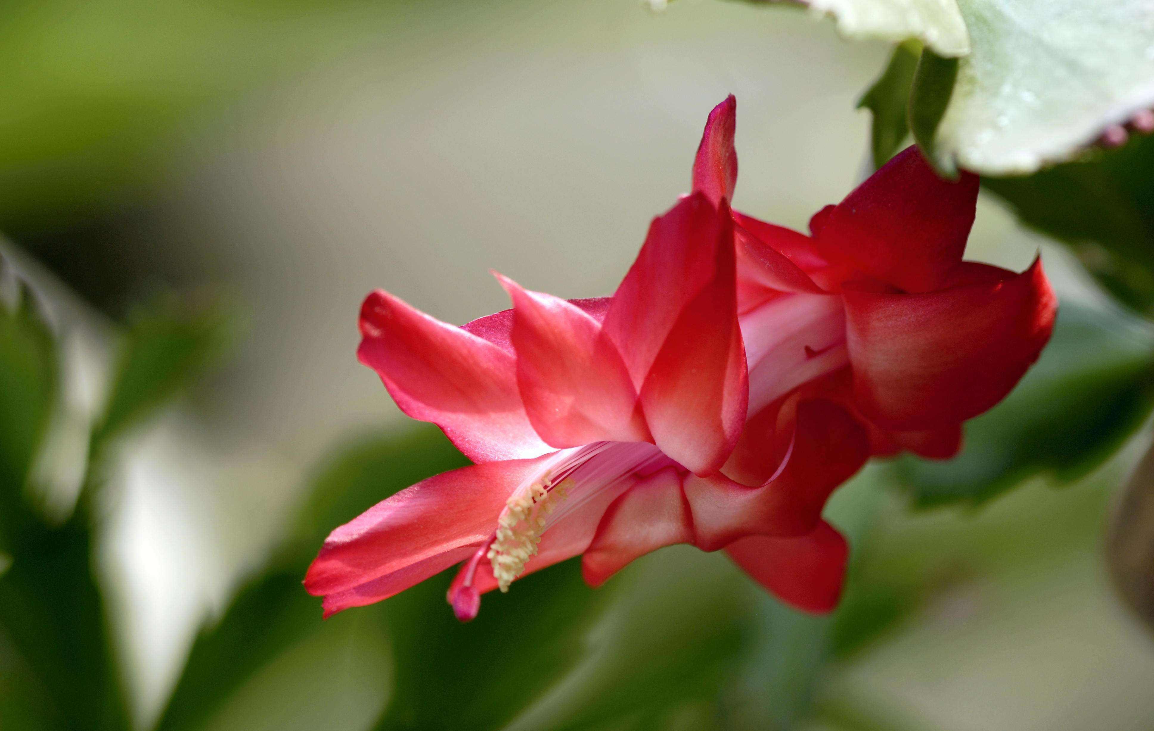 蟹爪兰刚开始长花苞,有经验的花友会做好几点,花苞越长越好