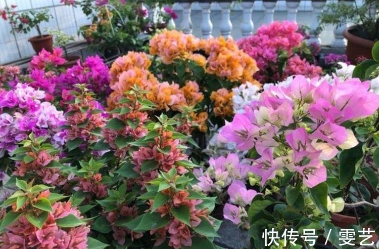 居家就养此款花卉,不闻不问,花开爆盆美如花,花朵大、花期长