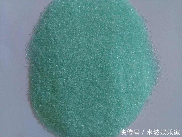 天天|薄荷勤修剪，多肉来点肥，打开疯长模式，天天长不停！