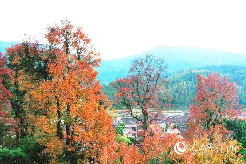 山村|江西乐安：山村冬色美