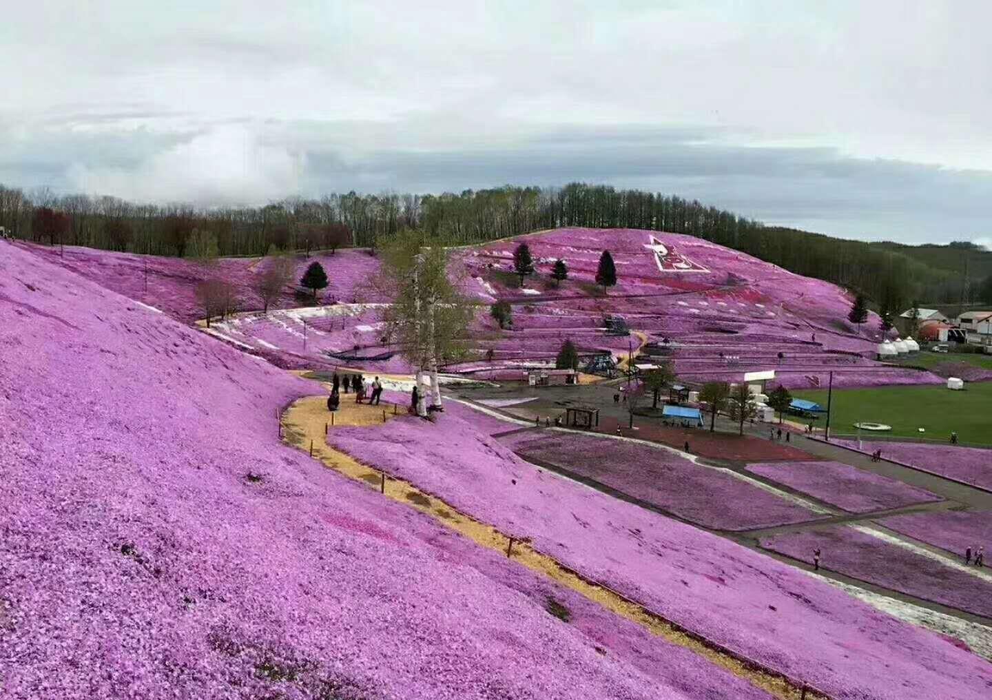 开成“红毯”的4种花，撒把种子开花十几年，邻居见了都眼馋