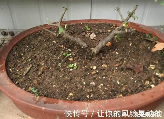 植株|茉莉花开花少，这不是问题，教你几招，花枝都是花苞