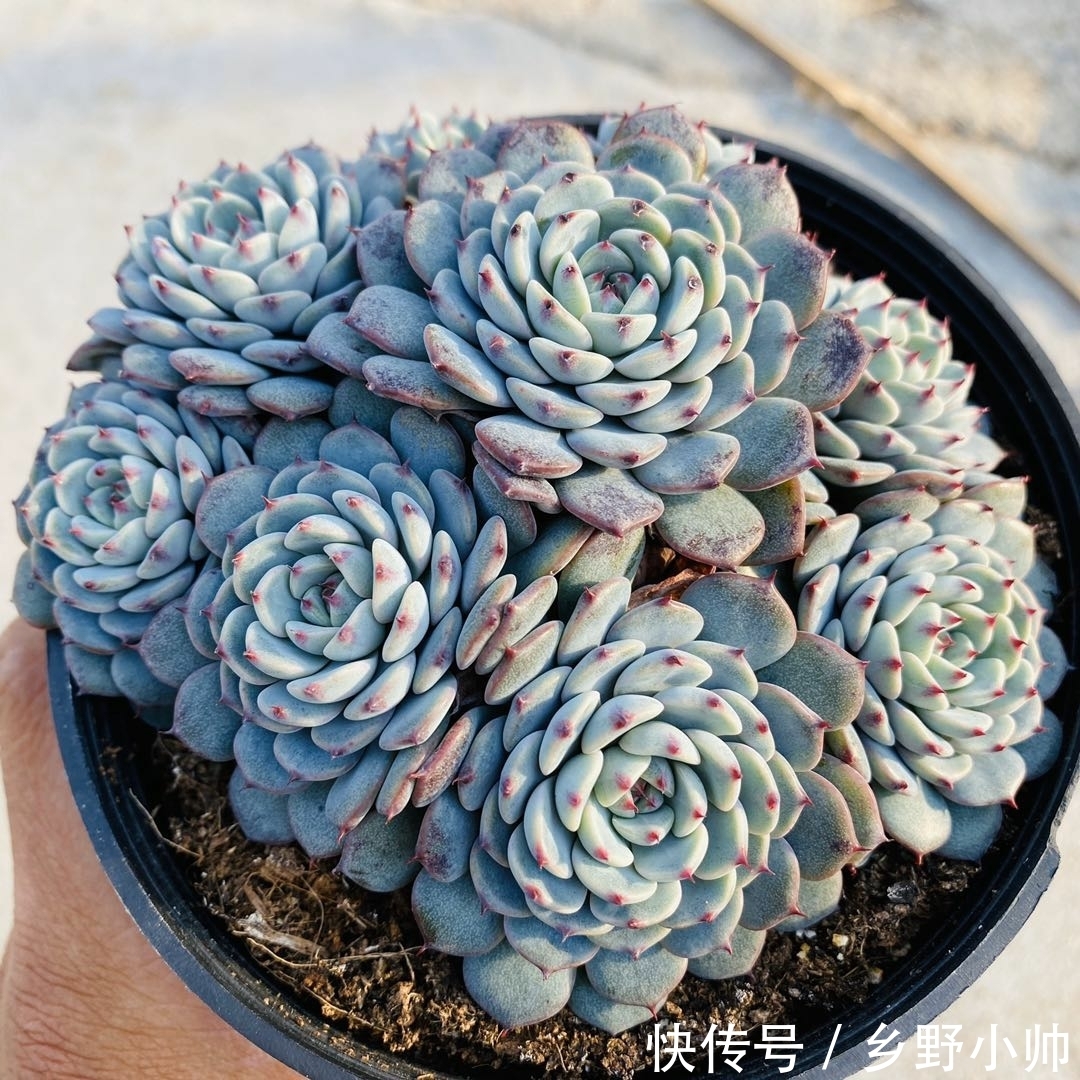 小帅|这些蓝色系多肉,简直像天使身边的小精灵,太美了