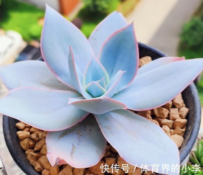 盘点一下今年被我养挂掉的花,品种不多,第6种现在还觉得很可惜