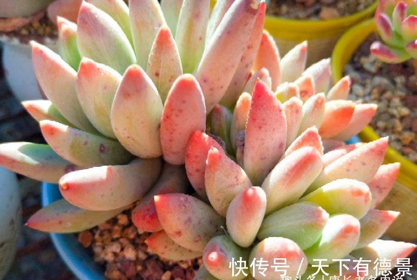 多肉蓝黛莲老桩已送人,但看到极致状态的它这么美,我又养了一棵