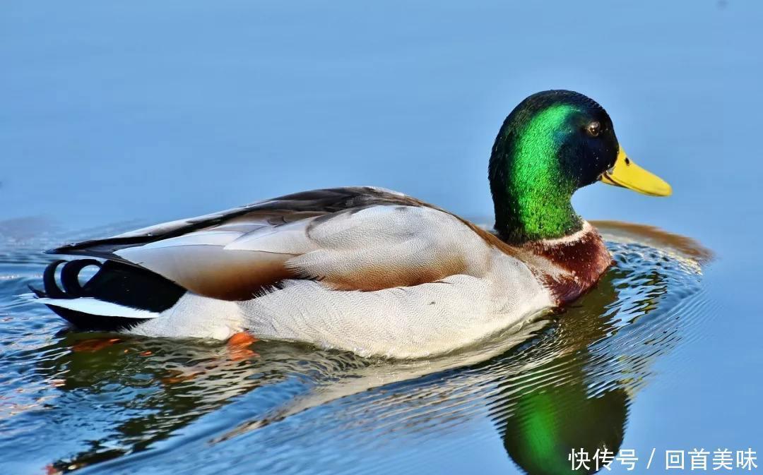  开胃|开胃爽口的陈皮焖鸭，改变你对鸭肉的认知，让你从此爱上鸭肉